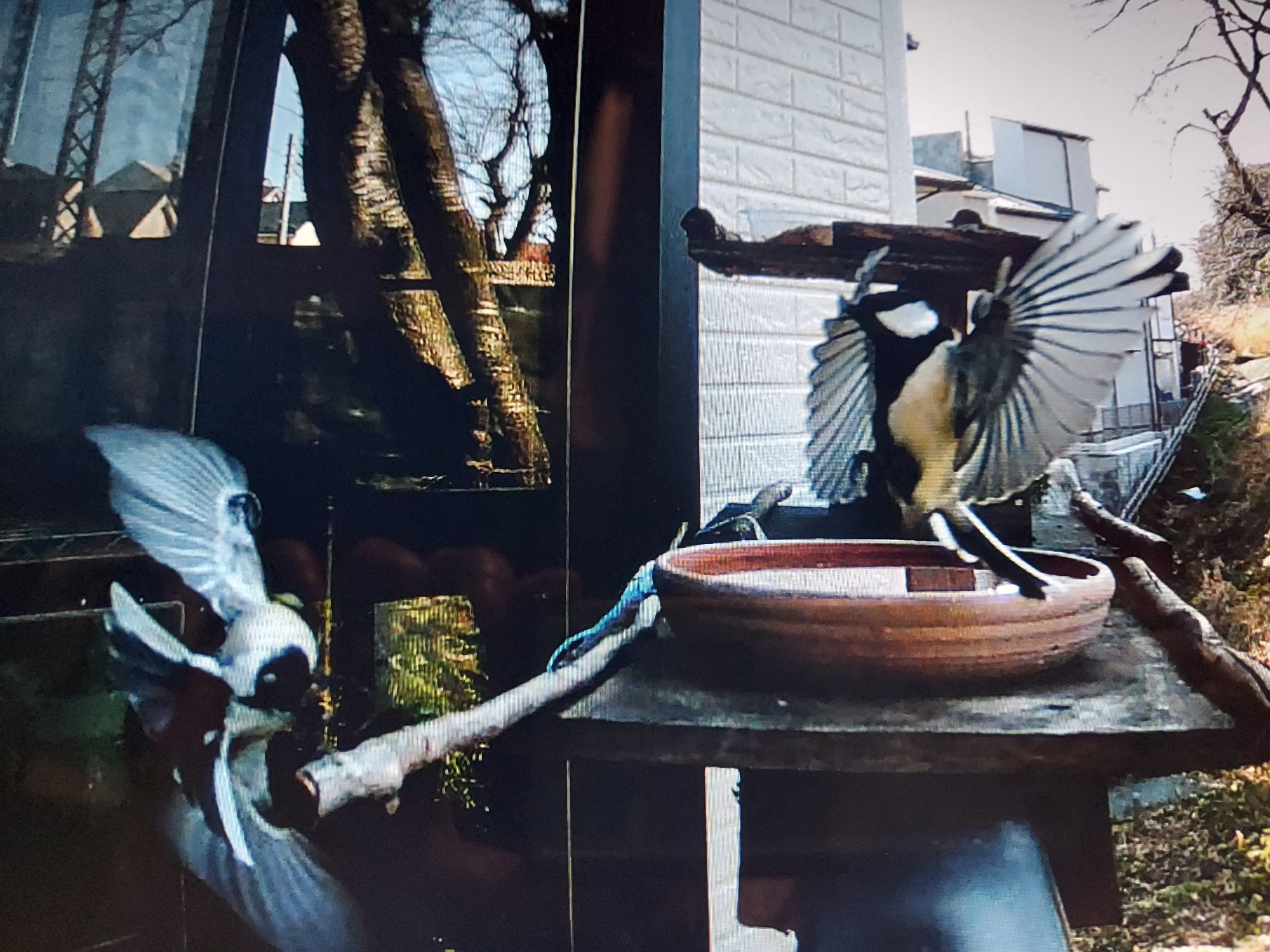 トレイルカメラ 防犯カメラ 屋外対応 4K 動物撮影 熊 鳥獣対策 IP65